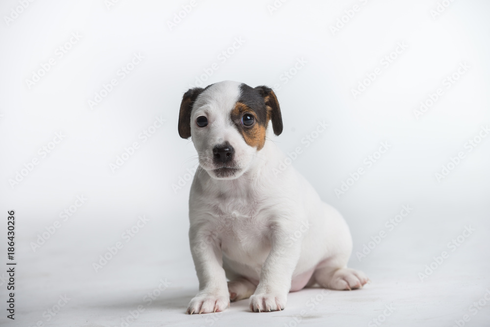 Cute Jack Russell puppy isolated on a white background.
