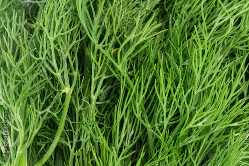 dill leaves textured colorful green