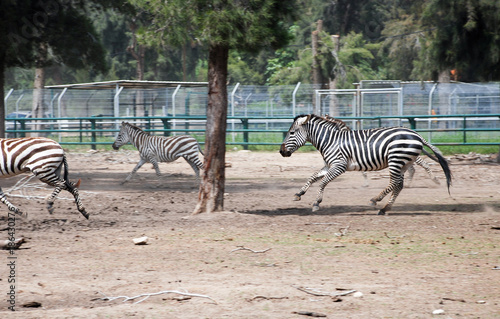 African zebras runs at park