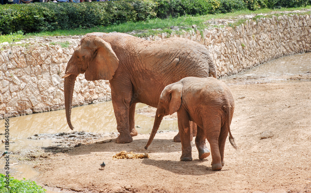 Naklejka premium Mother and baby elephant
