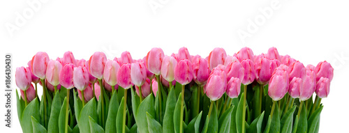 Reihe von Tulpen auf Weiß