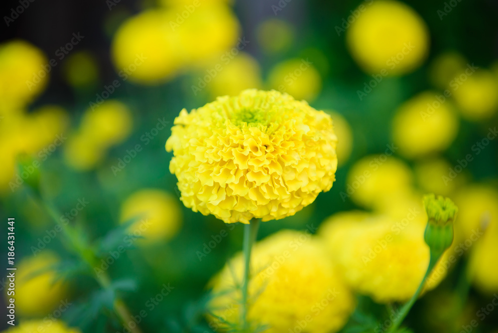 beautiful marigold yellow flowers in the garden. beautiful marigold yellow flowers in the garden.