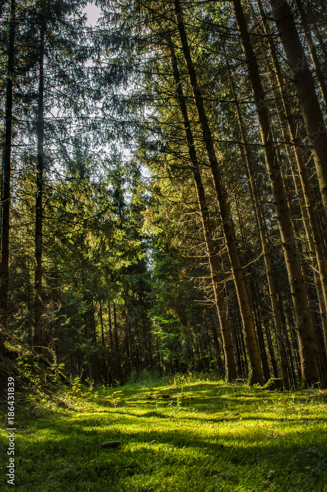 Fototapeta premium Forest
