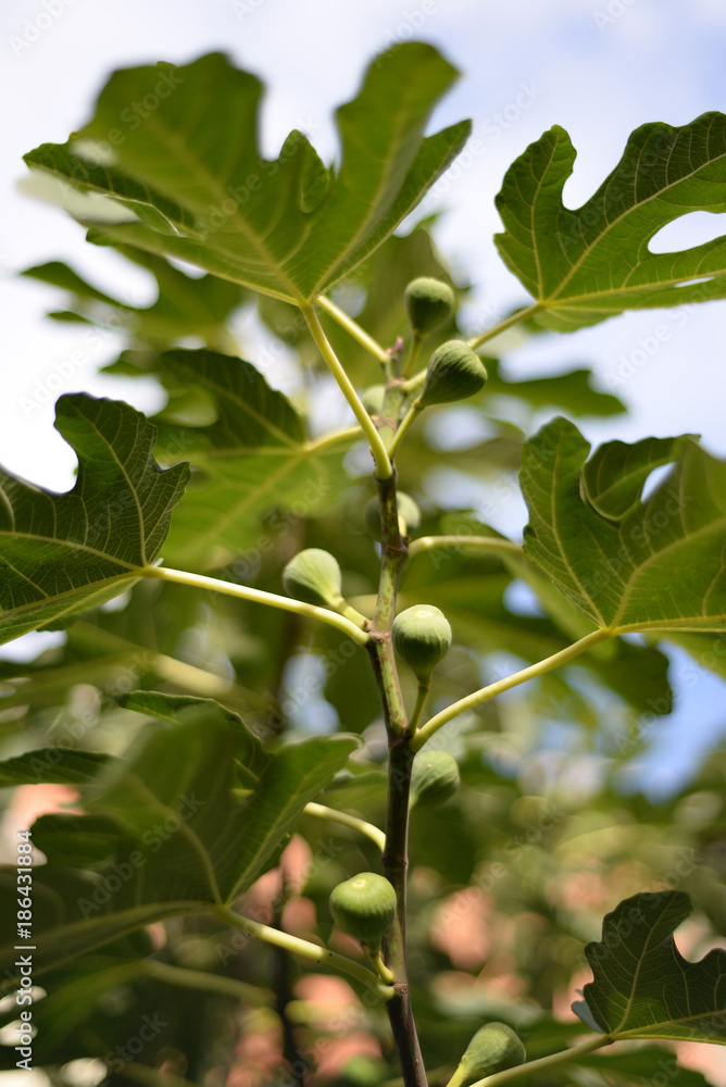 Figs on the branch of a fig tree Figs on the branch of a fig tree