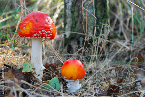 Muchomor czerwony - Amanita Muscaria photo