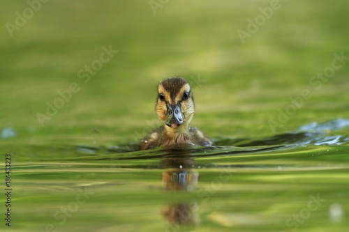 Anas platyrhynchos. The wild nature of the Czech Republic. Spring in nature. Bird on water. Wild nature. Bird and water. Colorful feathers. Beautiful nature photos. European nature.