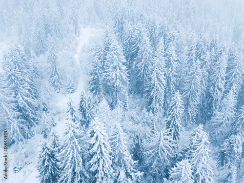 Flight over snowstorm in a snowy mountain coniferous forest, uncomfortable unfriendly winter weather.
