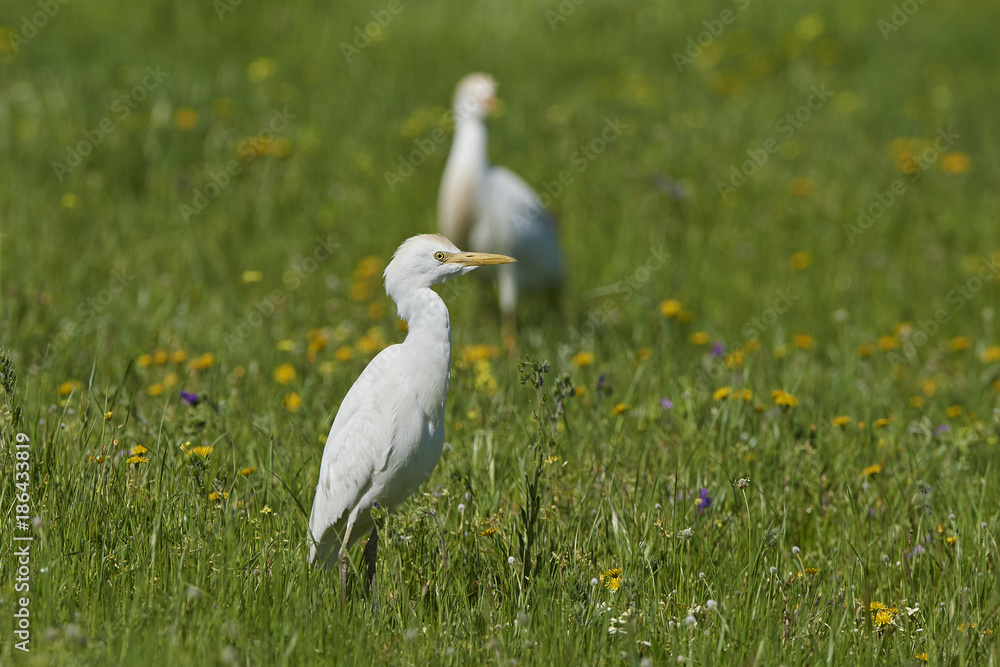 Fototapeta premium cattle egret (Bubulcus ibis)