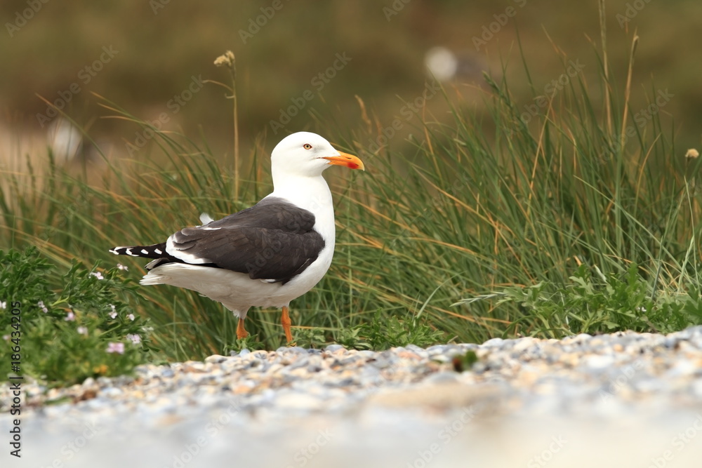 Larus fuscus. Beautiful nature of the North Sea. European bird. Wild nature. Germany, Helgoland. Bird on the beach. Seashore with stones. Beautiful picture. Green color in the photo. Larus fuscus. Beautiful nature of the North Sea. European bird. Wild nature. Germany, Helgoland. Bird on the beach. Seashore with stones. Beautiful picture. Green color in the photo.
