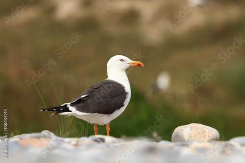 Larus fuscus. Beautiful nature of the North Sea. European bird. Wild nature. Germany, Helgoland. Bird on the beach. Seashore with stones. Beautiful picture. Green color in the photo.