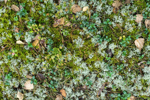 Forest floor with dry birch leaves, blueberry bushes and reindeer moss (Cladonia rangiferina). Aerial view. Texture, natural background. photo