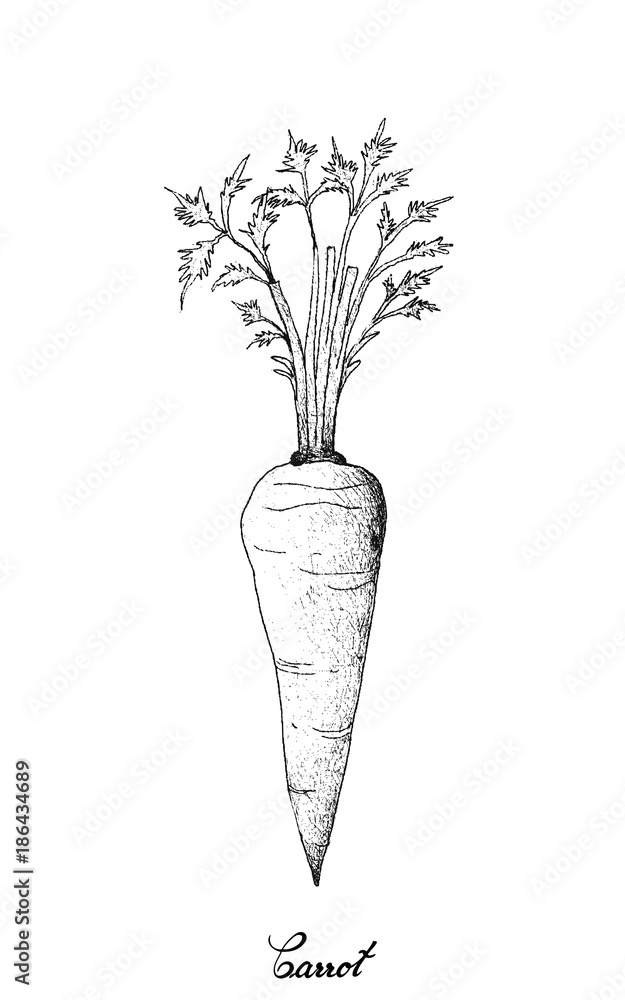 Hand Drawn of Fresh Carrot on White Background Hand Drawn of Fresh Carrot on White Background