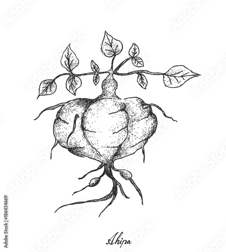 Hand Drawn of Fresh Jicama on White Background