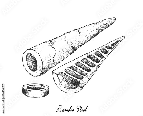 Fresh Bamboo Shoot on A White Background