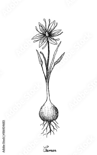 Hand Drawn of Camas on White Background
