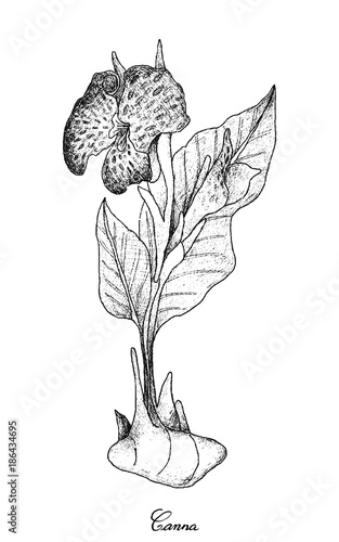 Hand Drawn of Fresh Canna on White Background