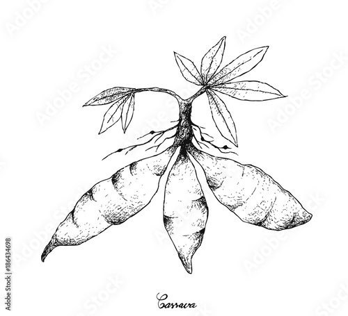 Hand Drawn of Fresh Cassava Root on White Background