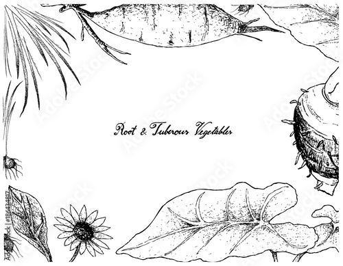 Hand Drawn Frame of Root and Tuberous Vegetables