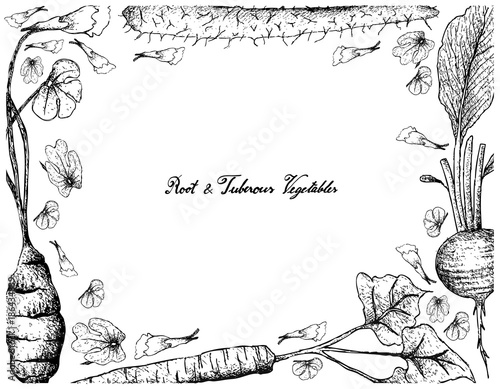 Hand Drawn of Chinese Yam on White Background