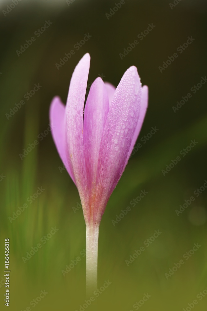 Colchicum autumnale. It is widespread in central, southern and western Europe. Also grown as an ornamental plant. Autumn nature. Wild nature. 
