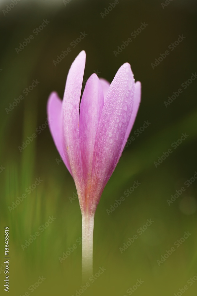 Colchicum autumnale. It is widespread in central, southern and western Europe. Also grown as an ornamental plant. Autumn nature. Wild nature. Colchicum autumnale. It is widespread in central, southern and western Europe. Also grown as an ornamental plant. Autumn nature. Wild nature.