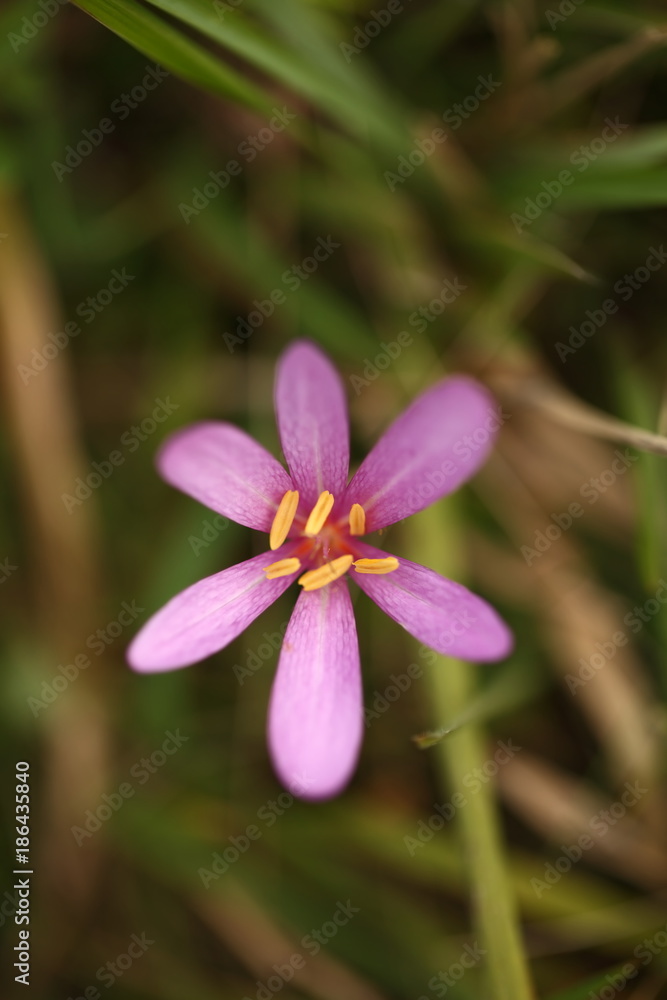 Colchicum autumnale. It is widespread in central, southern and western Europe. Also grown as an ornamental plant. Autumn nature. Wild nature. Colchicum autumnale. It is widespread in central, southern and western Europe. Also grown as an ornamental plant. Autumn nature. Wild nature.