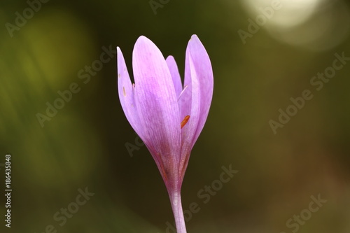 Colchicum autumnale. It is widespread in central  southern and western Europe. Also grown as an ornamental plant. Autumn nature. Wild nature. 