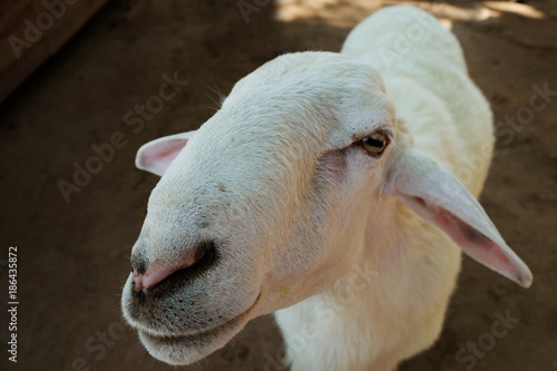 Smiling of female white goat