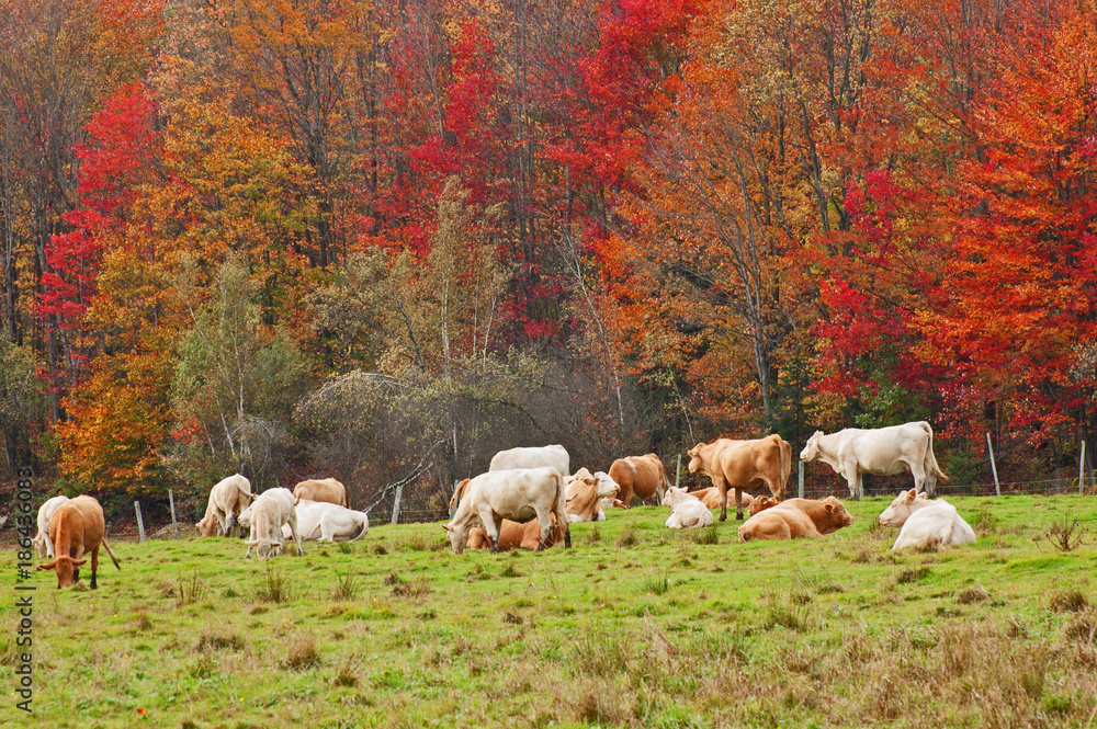 Fototapeta premium prairie