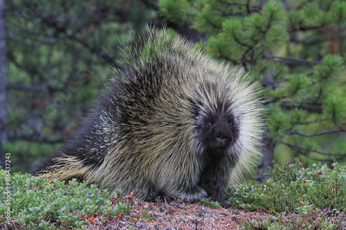 random encounter with wild porcupine in yukon