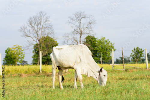 White cow is walking and eating grass in a field  livestock in Thailand