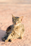 Portrait of cat sitting on the ground, cute animal and pet
