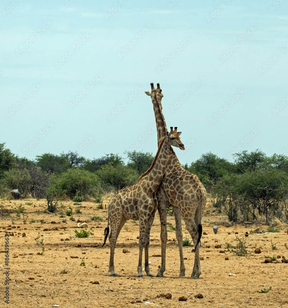 Obraz premium Giraffe mother and child in Etosha National Park, Namibia