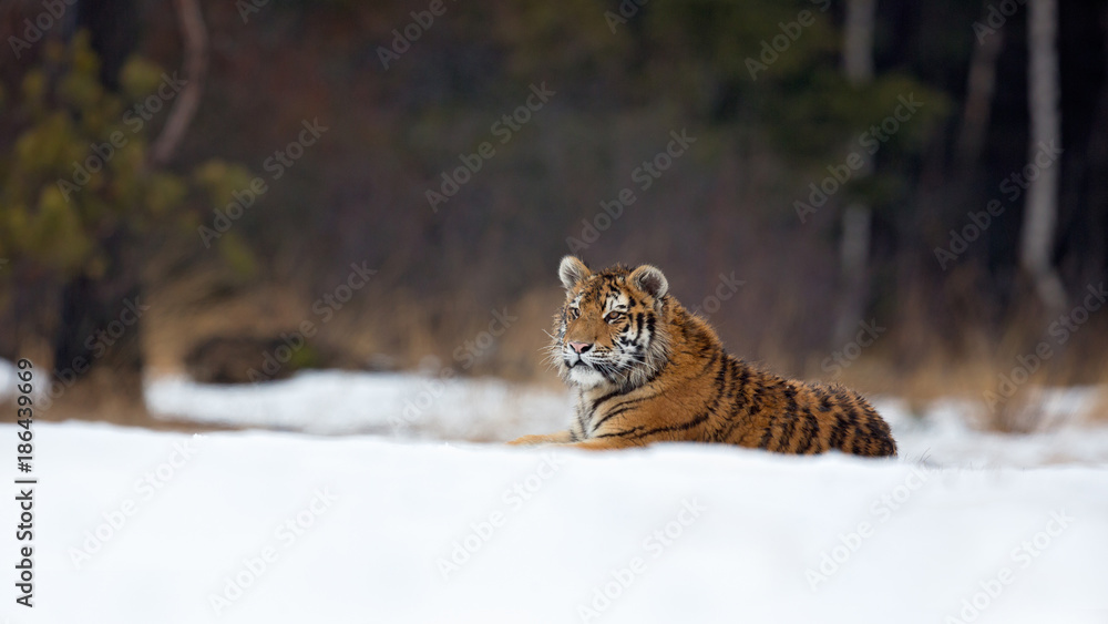 Obraz premium Siberian tiger (Panthera tigris tigris) also called Amur tiger.The tiger is reddish-rusty, or rusty-yellow in color, with narrow black transverse stripes.