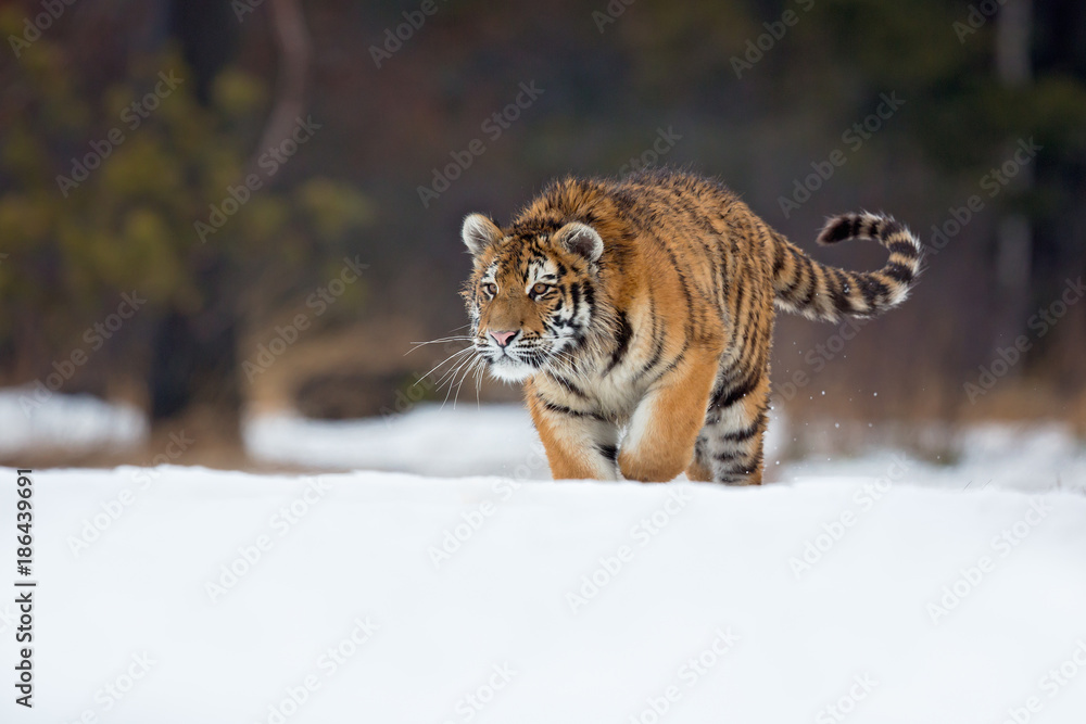 Obraz premium Siberian tiger (Panthera tigris tigris) also called Amur tiger.The tiger is reddish-rusty, or rusty-yellow in color, with narrow black transverse stripes.