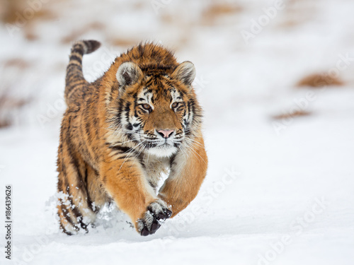 Siberian tiger  Panthera tigris tigris  also called Amur tiger.The tiger is reddish-rusty  or rusty-yellow in color  with narrow black transverse stripes.