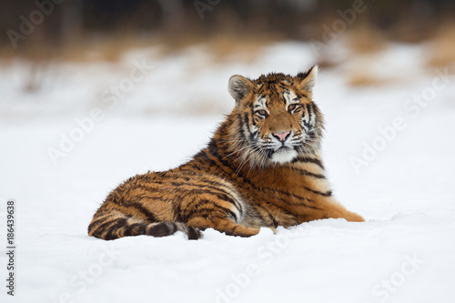 Siberian tiger (Panthera tigris tigris) also called Amur tiger.The tiger is reddish-rusty, or rusty-yellow in color, with narrow black transverse stripes.