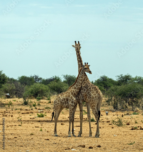 Giraffe mother and child in Etosha National Park  Namibia