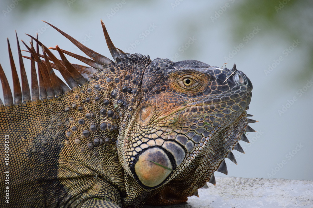 Fototapeta premium Green Iguana (male), La Fortuna, Costa Rica