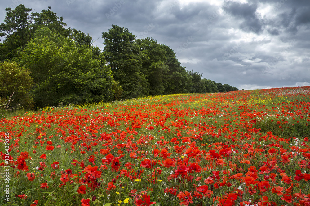 Meadow of Wild Flowers - England