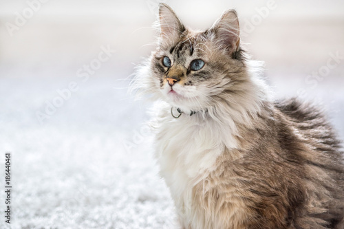 Cat portrait, on a white isolared background, white and grey beautiful cat