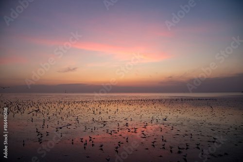 Beautiful twilight sky with silhouette birds on the beach