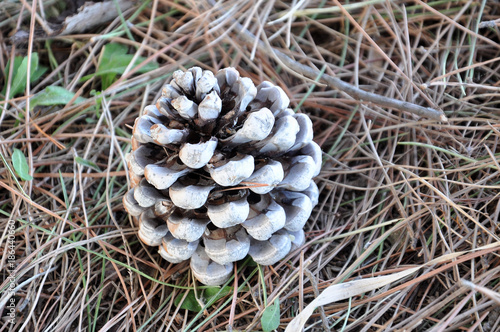 dry pine cone