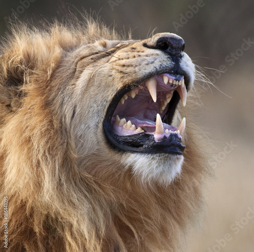 Male Lion - Savuti region of Botswana