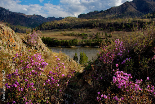 Russia. The South Of Western Siberia, spring flowers of the Altai mountains. Rhododendron