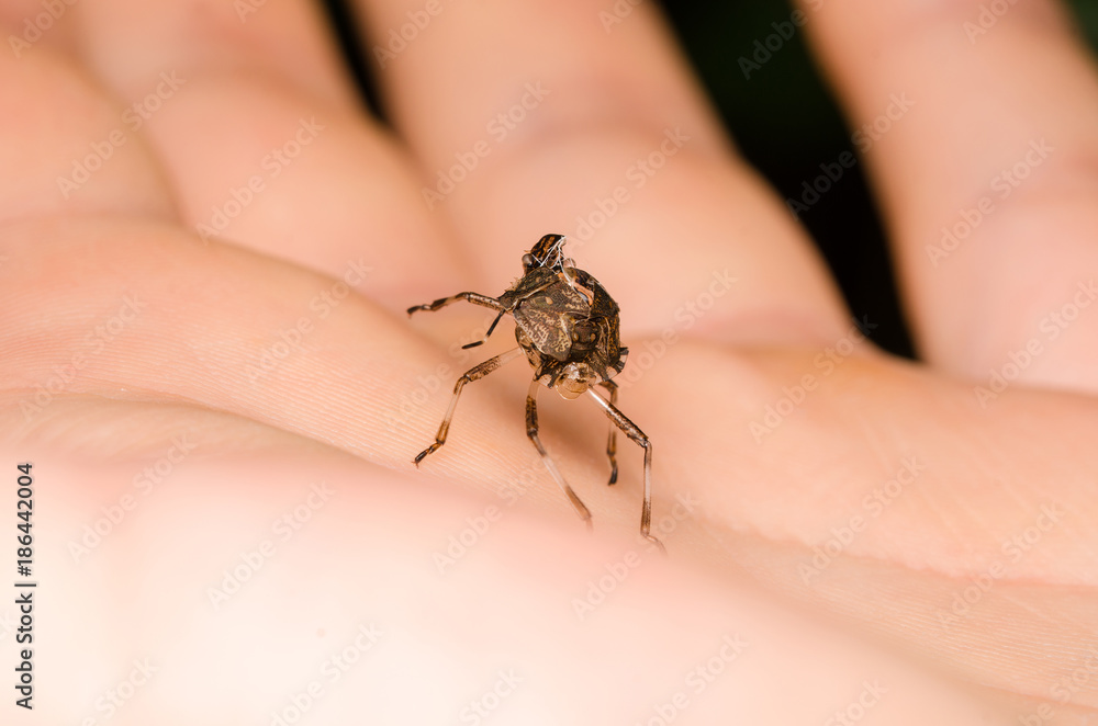 Obraz premium Ninfa di Libellula / La metamorfosi della libellula