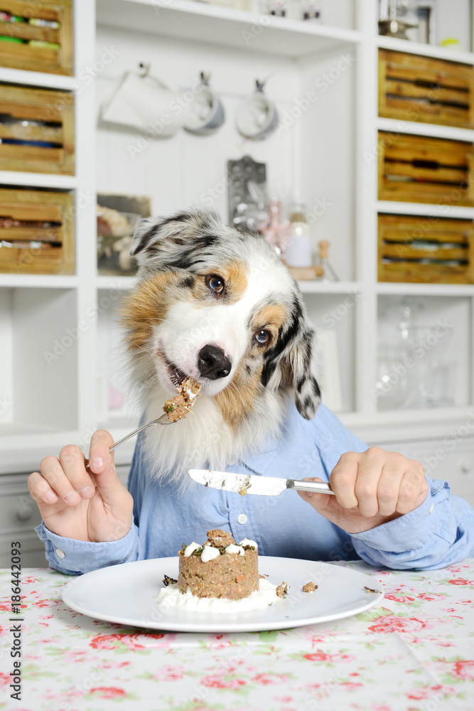 Hund sitzt in der Küche am Tisch und frisst mit Messer und Gabel, knabbert  genüsslich von der Gabel. Stock Photo | Adobe Stock