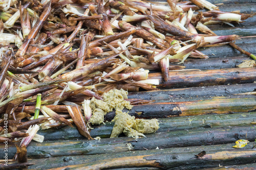 Panda excrement with bamboo on bamboo ground