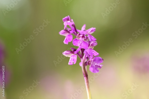 Orchis morio. Orchid in nature in the Czech Republic. Wild nature. A very rare plant. Taken in the morning. The sun in the photo. Beautiful nature. Wild orchids on the morning meadow.