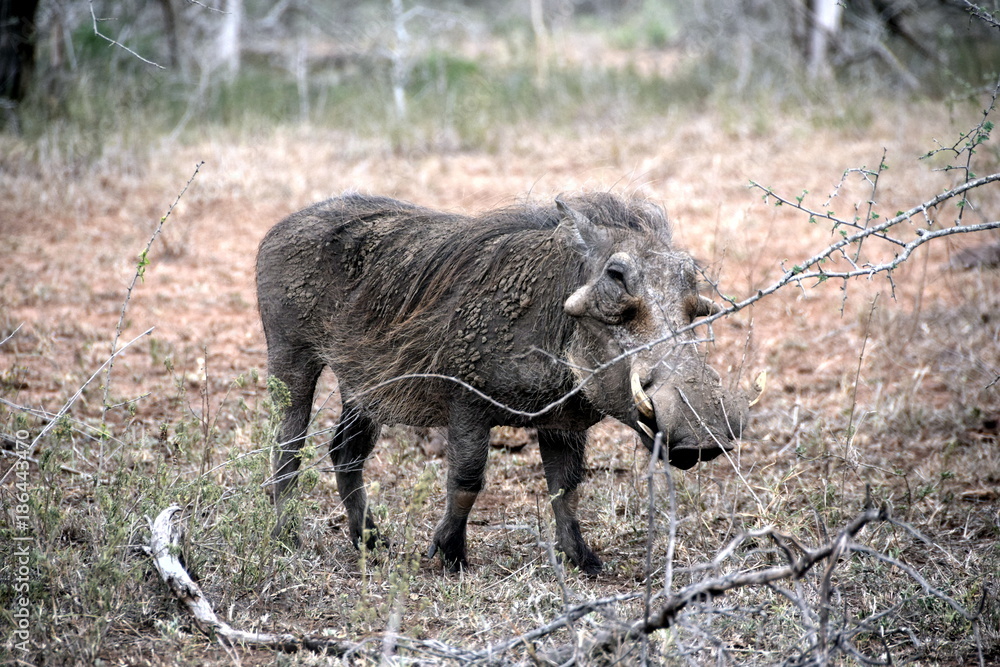 2015-10 Südafrika 2015-10 Südafrika